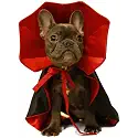 Dog Cat Vampire Cloak Costume
